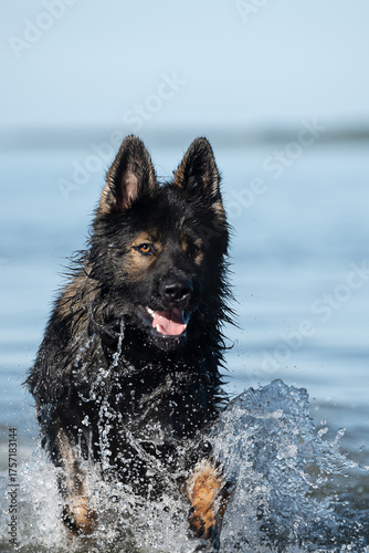 Altdeutscher deutscher Schäferhund im Meer 