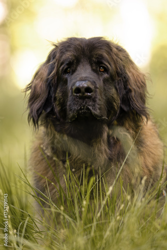 Leonberg Hund in natürlicher Umgebung