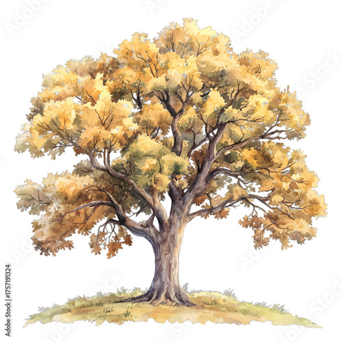 Watercolor Autumn Sycamore Tree Clipart: Fall Nature Illustration
