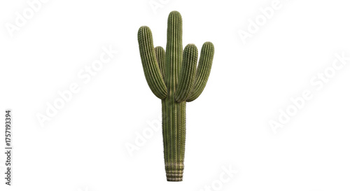 Saguaro cactus stands tall with multiple arms under even lighting, isolated against a solid .