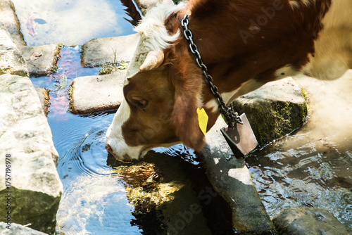 A farm cow drinks clear, fresh water from an old stone trough in a clean, rural mountain setting