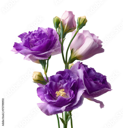 Beautiful purple lisianthus flowers floral bright isolated on transparent background