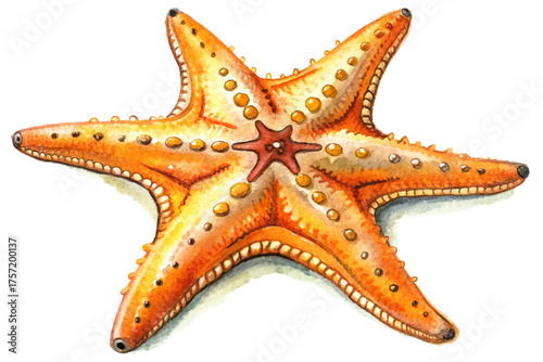 Orange Starfish Decorative Marine Creature Vector Watercolor