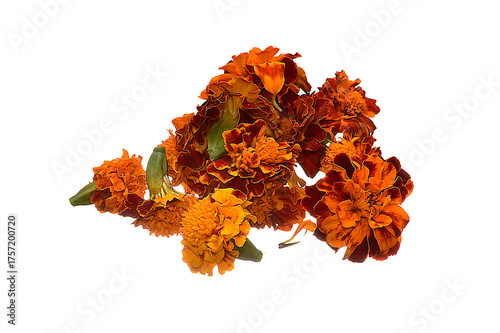 Summer flower isolated on white background
