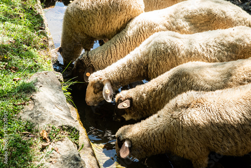 Farm sheep drinking clean, fresh water from a rustic stone trough in a tranquil mountain village setting