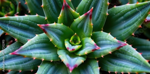Closeup of dark green succulent aloe vera leaves, succulent, aloe vera, fresh