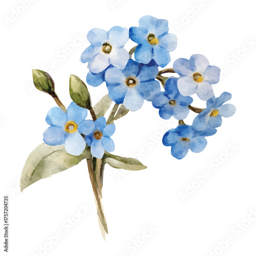 Watercolor Illustration of a Sprig of Blue Forget- Me- Not watercolor illutrastion transparent background