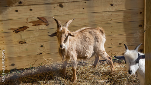 A goat on the farm.