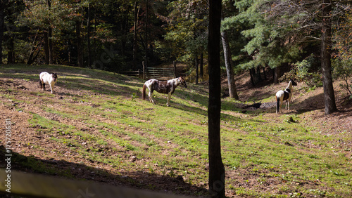 Herd of horses on the meadow.
