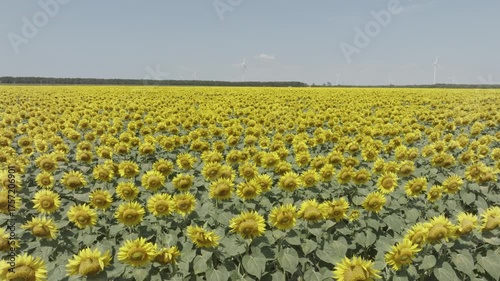 Aerial view of a field of sunflowers with wind turbines in the background.
