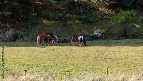 Herd of horses on the meadow.