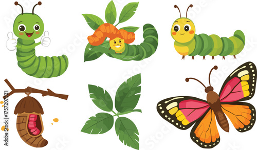 Cartoon caterpillar to butterfly life cycle vector, metamorphosis with chrysalis, cocoon, larva and colorful insect illustration for education