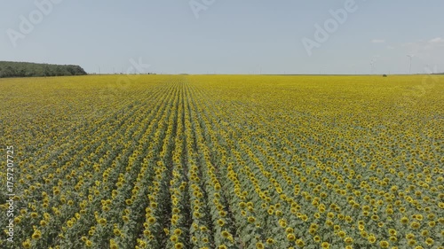Drone is flying over a beautiful sunflower field.
