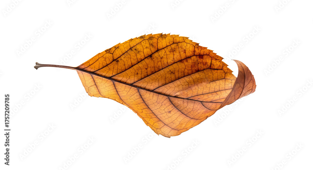 Fototapeta premium Autumn leaf shows detailed venation and texture against background, with curled edges and fading colors.