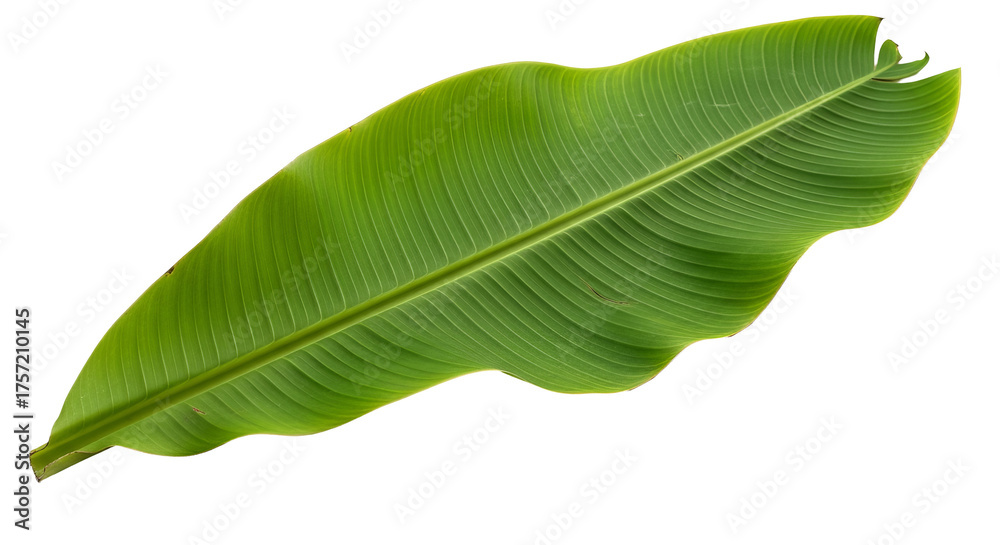Obraz premium Banana leaf displays vibrant green color and distinctive ribbing pattern against a isolated background.