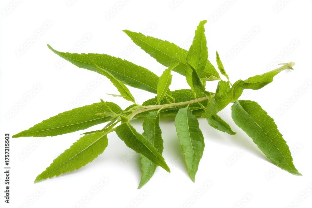 Obraz premium Lemon Verbena Delight: Fresh Sprigs of Aromatic Herbal Leaves for Natural Wellness and Care