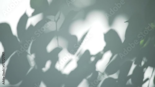 Leafy shadows dance on a white wall