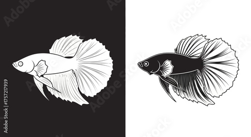 Betta Fish Vector Illustration Stylized Siamese Fighting Fish Logo Graphic in Black and White