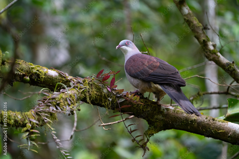 Fototapeta premium The mountain imperial pigeon (Ducula badia)