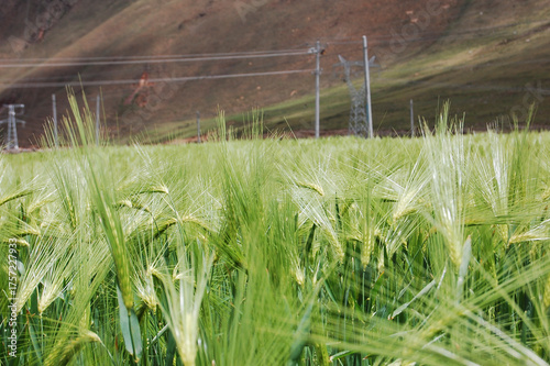 Green barley field with electric poles in the background