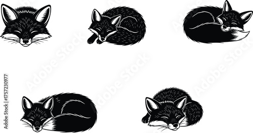 Sleeping fox silhouettes, curled animal poses, wildlife illustration, peaceful rest, forest creature art, nature design, curled fox artwork, animal behavior study