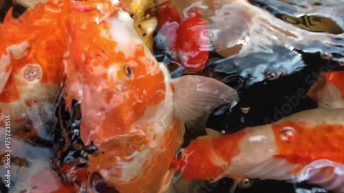 Underwater carp swimming in a pond. Bright colors. Close-up of orange, white and multi-colored carp in clear water.