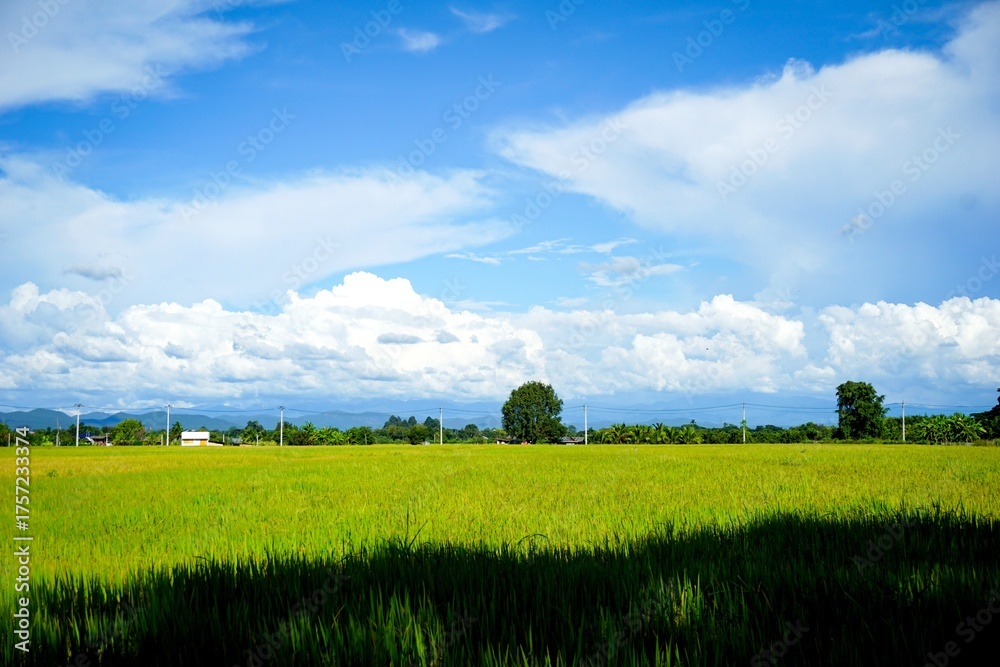 Fototapeta premium Expansive Green and Yellow Rice Paddy Field with Distant Village and Mountain Backdrop