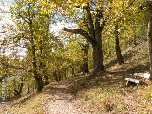 am südtiroler Keschtnweg (Kastanienweg) hier bei Feldturns stehen viele alte Edelkastanien