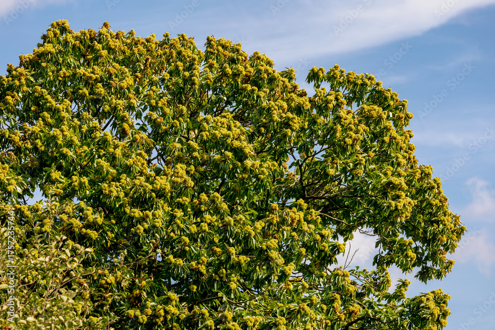 Φωτογραφία Wild ripe and opened sweet chestnuts with green leaves on the tree, The chestnuts are a group of eight or nine species of deciduous trees and shrubs in the genus Castanea in the beech family Fagaceae