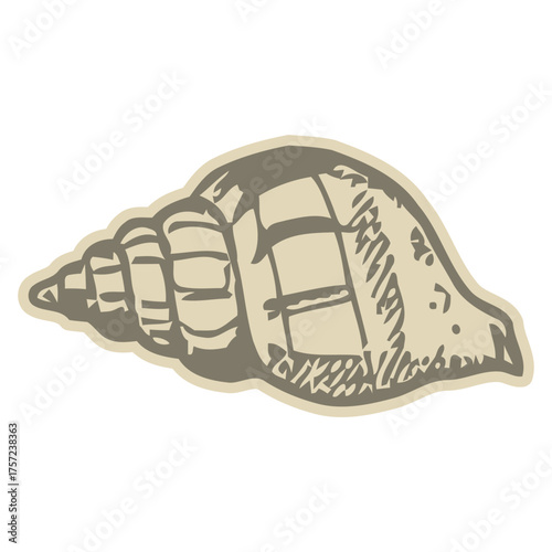 Vintage style hand-drawn illustration of a spiral seashell isolated on a white background.
