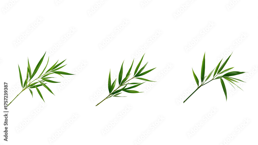 Obraz premium Leaf on transparent background png