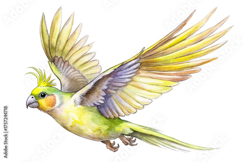 Cockatiel yellow bird vector pet bird with wings spread