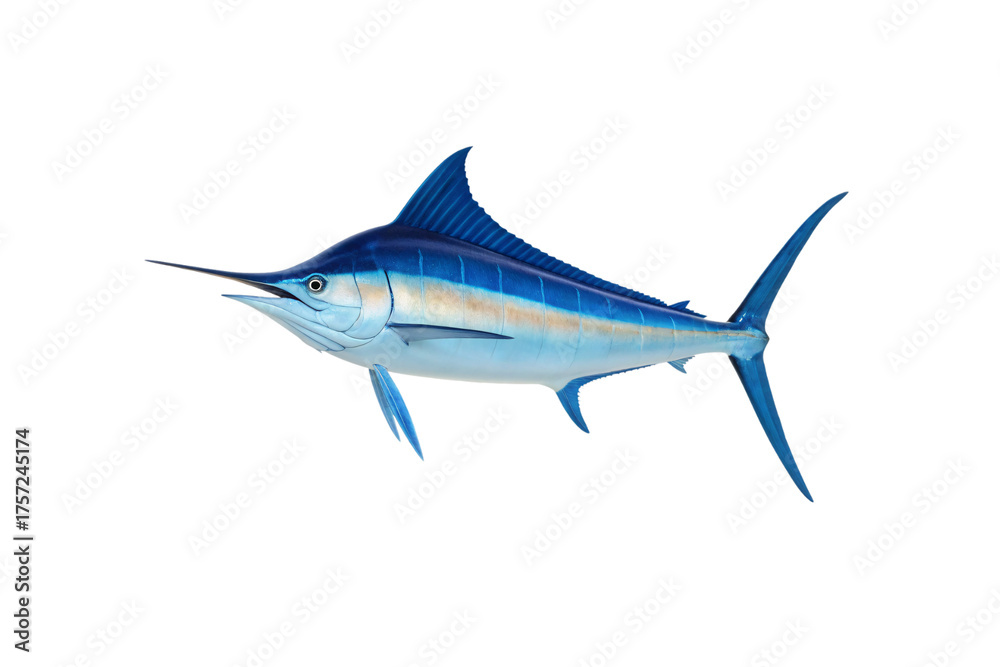 Fototapeta premium Blue marlin fish with elongated bill, metallic coloring, prominent dorsal fin, facing left, isolated on a transparent background