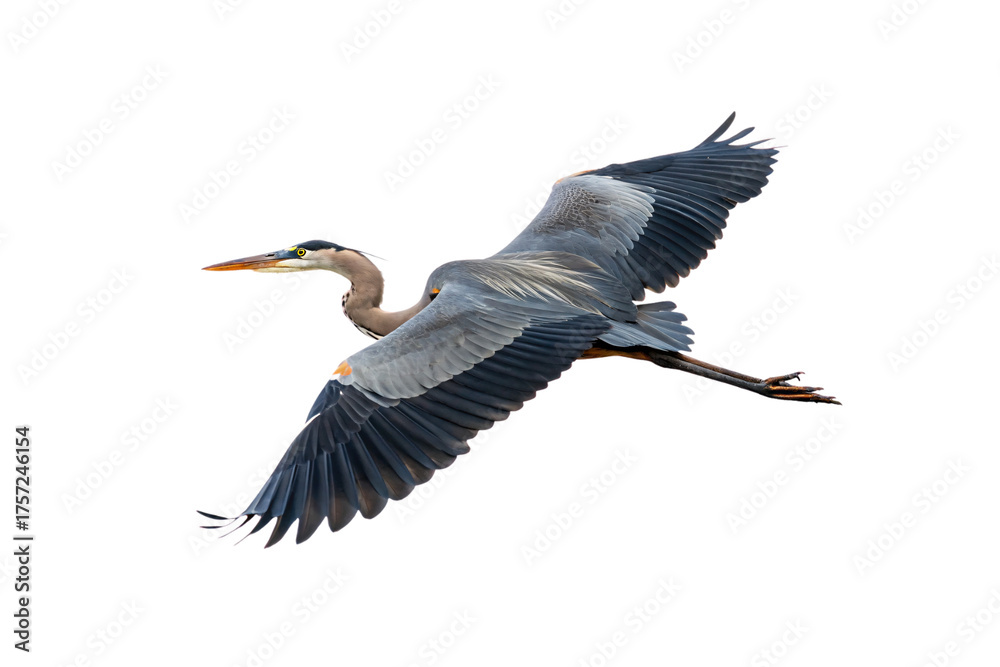 Obraz premium Great blue heron in flight with massive wingspan spread wide, neck extended forward gracefully, isolated on a transparent background