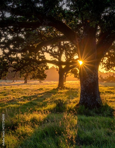 A golden sunburst through the trees illuminates a grassy meadow. The scene has a warm, calming atmosphere
