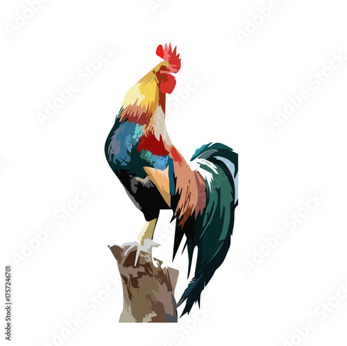 rooster isolated on white