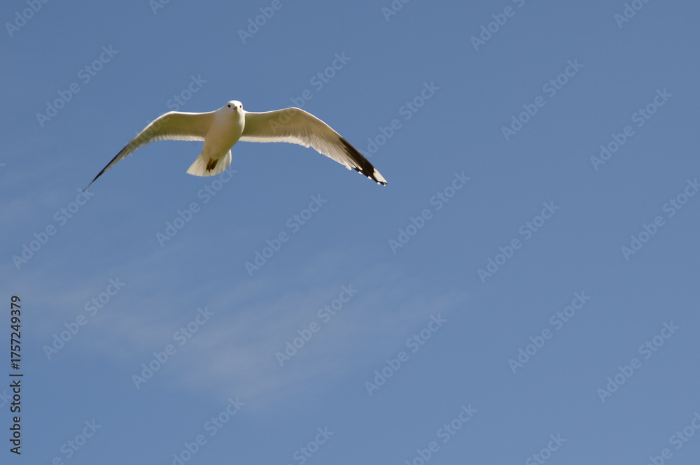 Obraz premium möve, himmel, gull, fliege, blau, fliegen, fliegender, meer, tier, natur, flügel, schweben, weiß, freiheit, wild lebende tiere, feather, luft, wild, schnabel