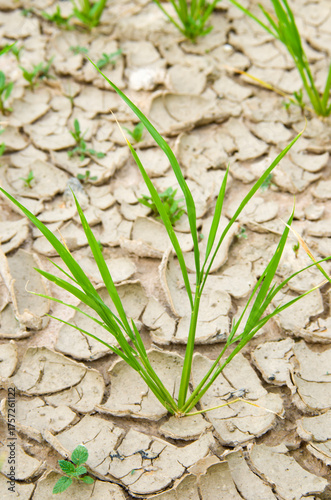The rainless rice paddy fields in southeast asia. World climate of global warming.