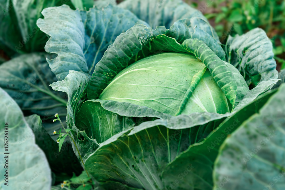 Obraz premium Ripe cabbage growing in soil in summer garden. Harvest fresh cabbage.
