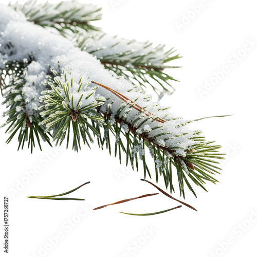 fir tree branch with snow
