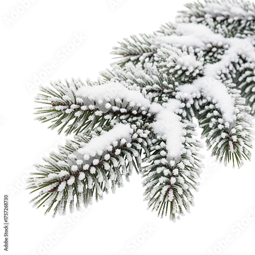 christmas tree branches