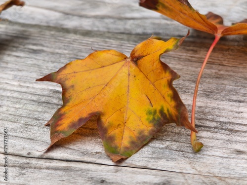 Herbstliches Ahornblatt auf Holzoberfläche