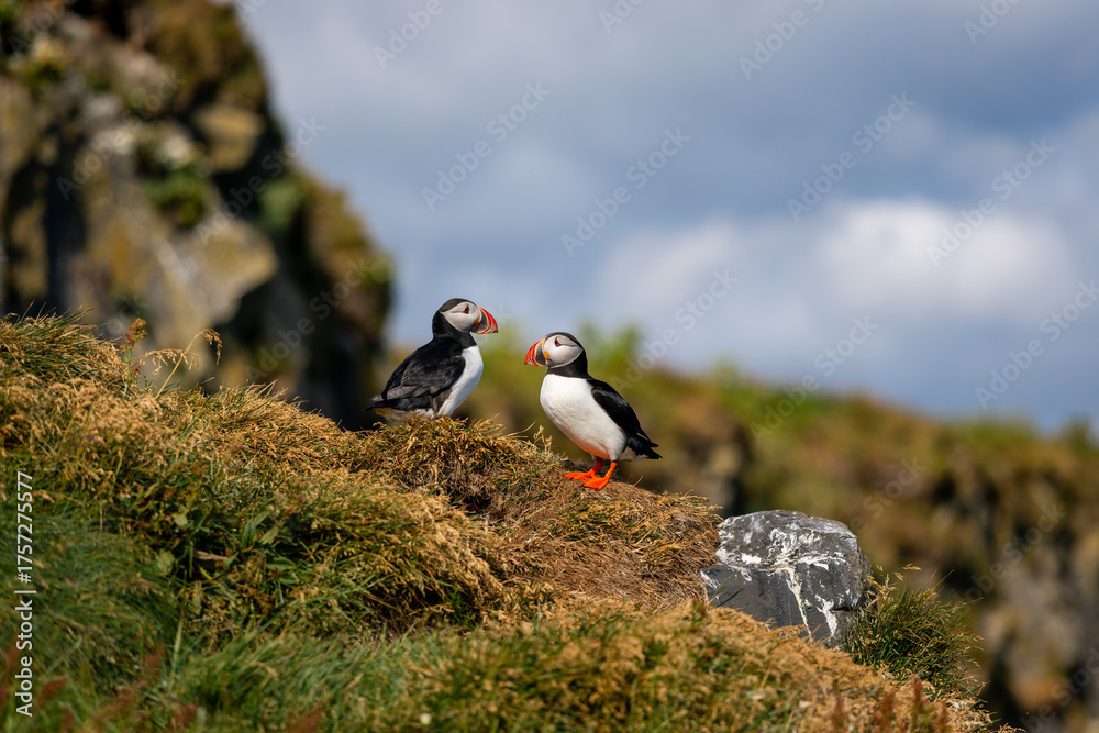 Fototapeta premium Two cute puffins on the coastal cliff.