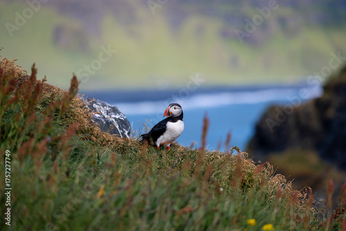 Photography Cute puffin bird in Icelandic summer.