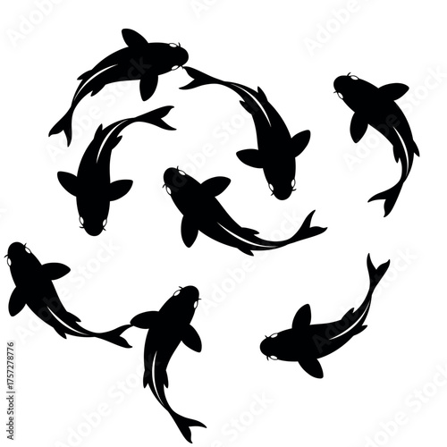 Photography Koi fish silhouettes in a group.