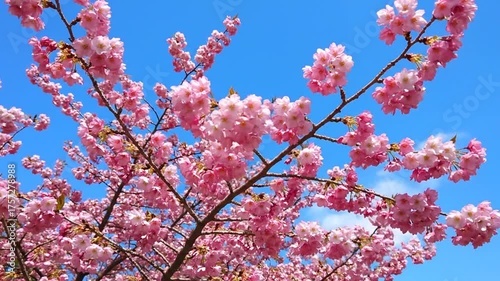 Pink cherry blossoms blooming against a bright blue sky
