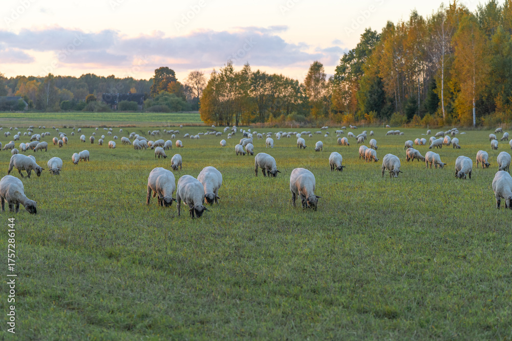 Obraz premium Sheep graze in a meadow lit by the evening sun