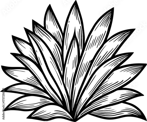 Agave plant illustration black and white line art botanical drawing, succulent leaves, desert flora, decorative natural element