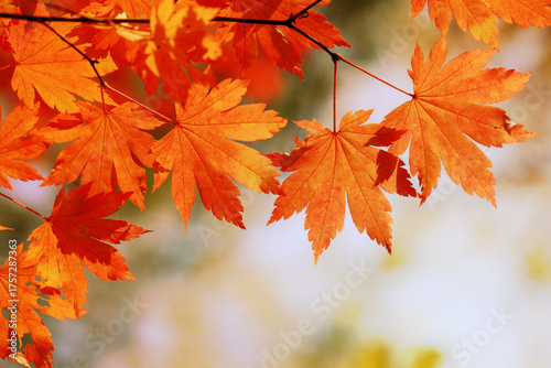 maple leaves in autumn colors