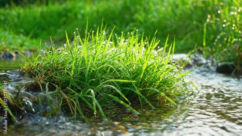 Fresh green grass growing near flowing water under sunlight